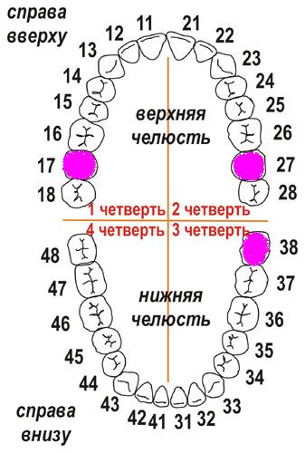 Как нумеруются зубы в стоматологии фото